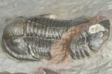 Two Unidentified Proetid Trilobites - Jorf, Morocco #362870-3